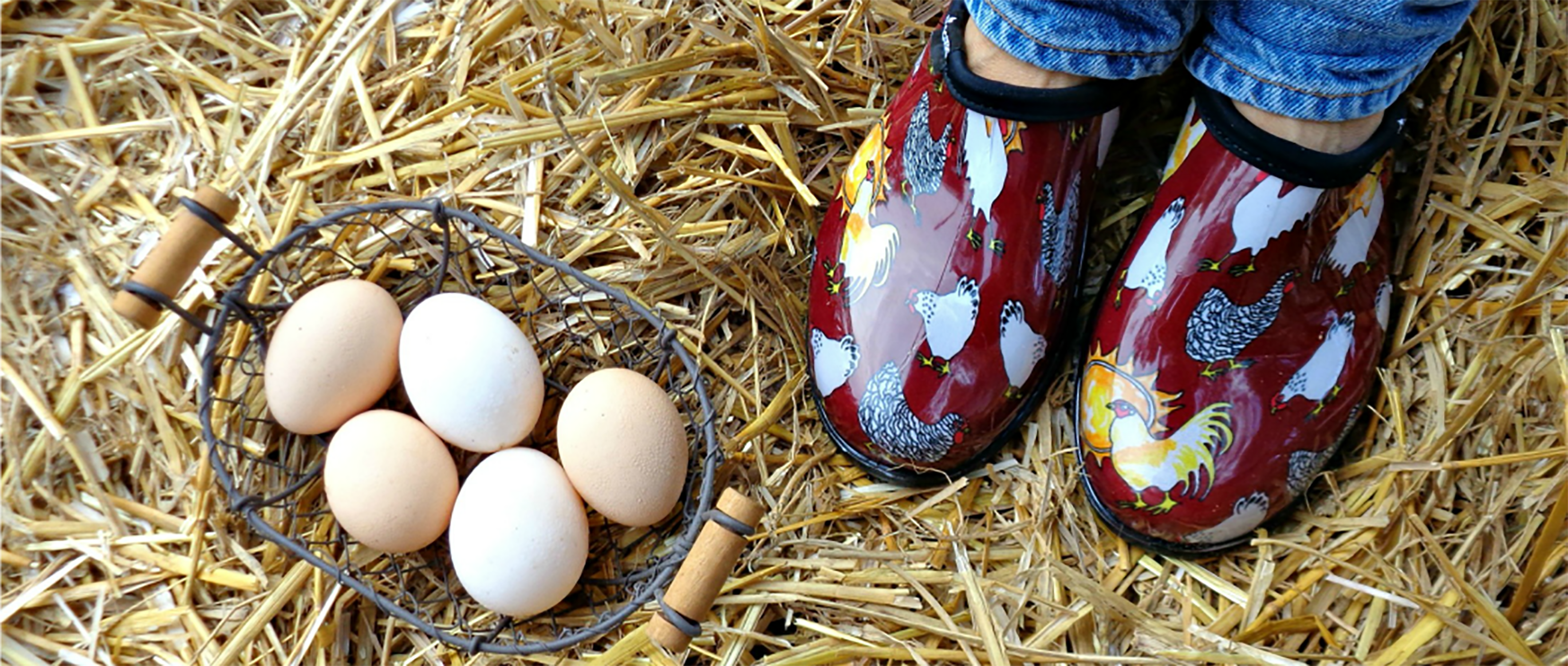 Chicken Coop & Backyard Poultry Shoes
