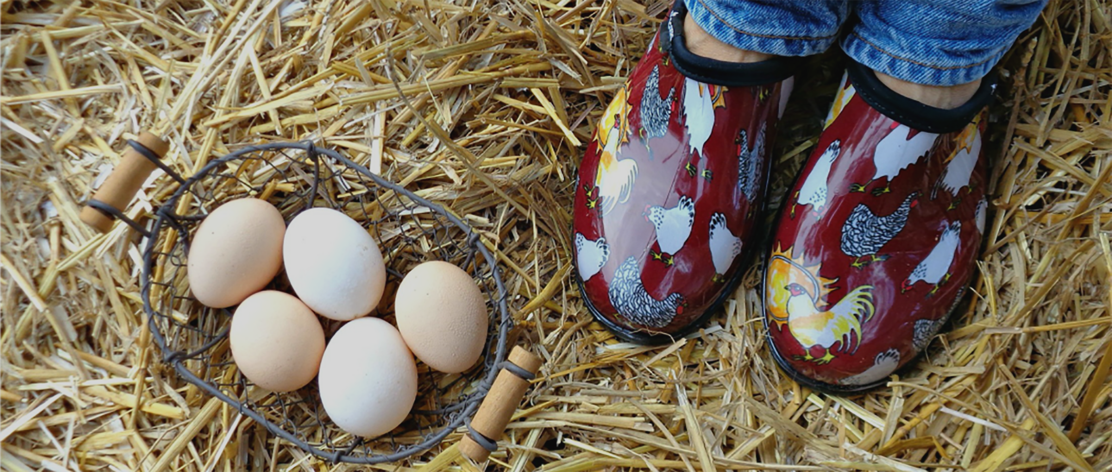 Chicken Coop & Backyard Poultry Shoes