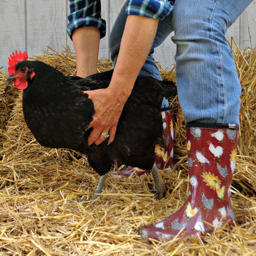 Sloggers Women's Mid-Calf 10" Boot in Chicken Barn Red